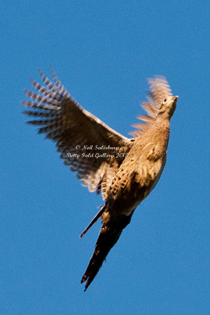 Pheasant Photographs by Neil Salisbury Photographer of Hawkshead